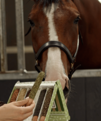 Pamlsky tyčinky CANDY HORSE s bylinkou 350G 6ks